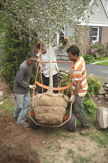 Smart Planning and Care of Trees