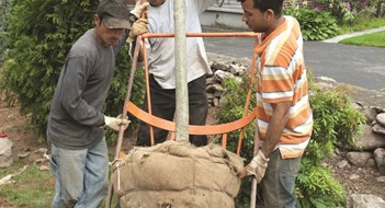 Smart Planning and Care of Trees