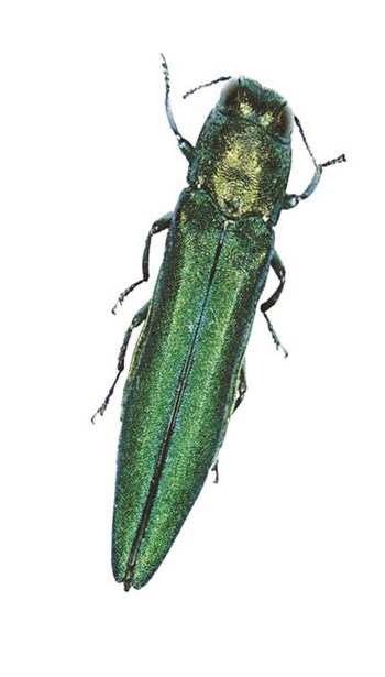 The Emerald Ash Borer Invasion