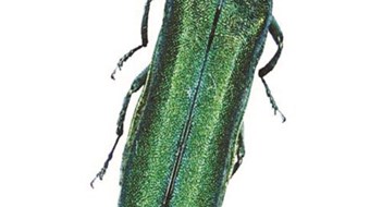 The Emerald Ash Borer Invasion